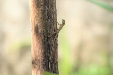 Close up of lizard on the tree in the forest