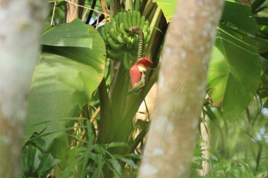 Bird eating banana flower nectar on tree in tropical forest,Thailand.