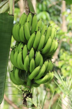 Bunch of green bananas on the tree in tropical garden