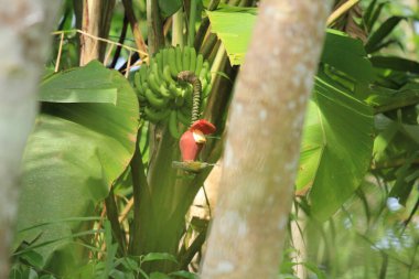 Tropikal bahçede yağmur ormanlarında muz ağacındaki kuş.