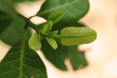 Doğanın arka planındaki ağaç dalında yeşil kaju yapraklarını kapat.