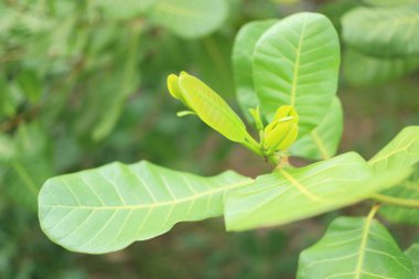 Doğa bahçesindeki kaju ağacının yeşil yaprağını kapat.