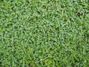 Arka planda taze yeşil çimen