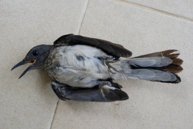 Siyah kuş yerde bayıldı.