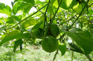 Bahçedeki ağaçta yeşil tutku meyvesi