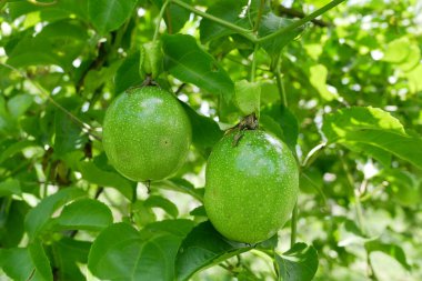 Taze yeşil, olgunlaşmamış çarkıfelek meyvesi Tayland 'daki bahçede yeşil yapraklarla ağaçta asılı duruyor..