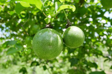 Taze yeşil, olgunlaşmamış çarkıfelek meyvesi Tayland 'daki bahçede yeşil yapraklarla ağaç dalında asılı duruyor..