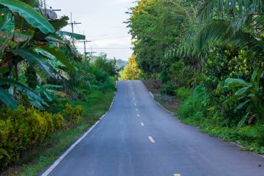 Ormandaki boş asfalt yolda yeşil ağaçlar ve tropik adada çalılar var.