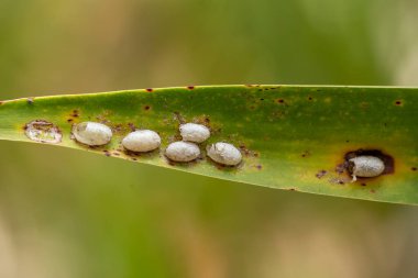 Vahşi doğada yeşil bir yaprağın üzerindeki beyaz yaprak bitleri, fotoğrafın yakın çekimi.