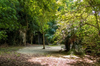 Tayland 'da tropikal ormanda bir yaz günü patika