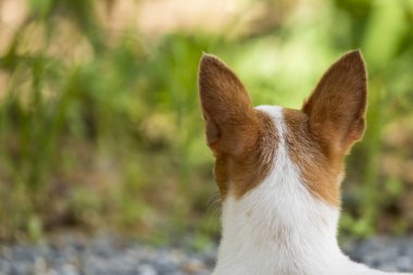 Tayland 'da küçük şirin beyaz bir chihuahua köpeği..