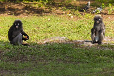 Dusky Langur ya da Tayland 'daki gözlüklü Langur.