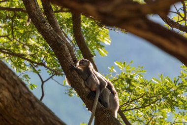 Dusky Langur (Gözlüklü Langur) ailesi ormandaki ağaçta oturuyor..
