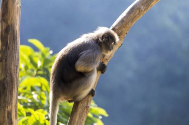 Dusky Langur (Gözlüklü Langur) Tayland 'da bir ağaç dalında oturuyor..