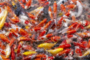 Gölette yüzen renkli koi balığı. Soyut arkaplan.