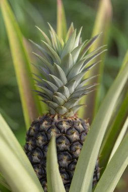 Tropikal bahçede ağaçta taze ananas meyvesi
