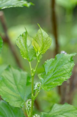 Tropikal bahçede ağaçta yeşil dut yaprağı