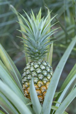 Tropikal bahçede ağaçta taze ananas meyvesi