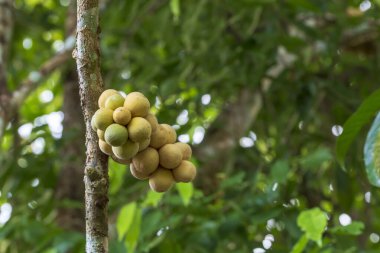 Tropikal bahçede ağaçtaki Lansium parazit meyvesi