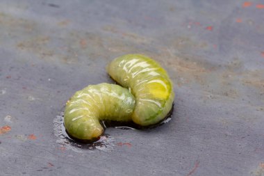 Phecid Wasp veya Chalybion bengalense larvası.