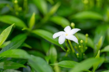Beyaz yasemin pelerini ya da yasemin çiçeği tropikal bahçede ağaçta çiçek açıyor.