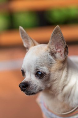 Küçük şirin bir chihuahua köpeği portresi
