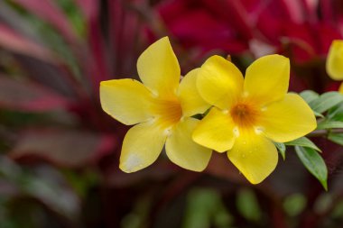 Sarı Allamanda kataloğu çiçek yaprakları. Tropikal bahçedeki ağaçların üzerine yağmur damlaları.