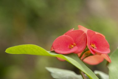 Dikenli kırmızı taç ya da tropik bahçedeki ağaçta açan Euphorbia milii çiçekleri