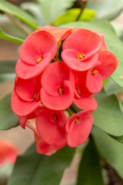 Dikenli kırmızı taç ya da tropik bahçedeki ağaçta açan Euphorbia milii çiçekleri