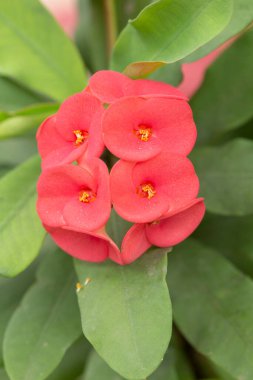 Red Crown of Thorns or Euphorbia milii flowers blooming on tree in tropical garden