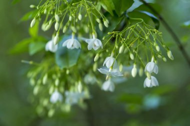 Bahçedeki güzel beyaz Wrightia Reliosa Benth çiçeğini kapat.