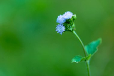Yakın plan mor verunya cinerea çiçeği.