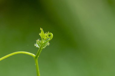 Taze Lvy Su Kabağı Bitkisi Macro (Coccinia grandis (L.) Voigt) yeşil doğa arka planı üzerine