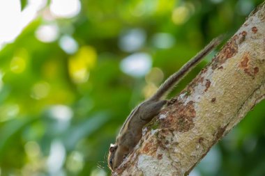 Menetes berdmorei sincabı tropik bahçedeki Lansium parazit ağacı üzerinde