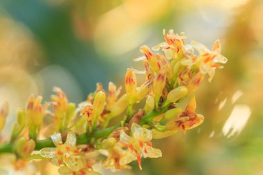 Dracaena Loureiri Gagnep çiçeği