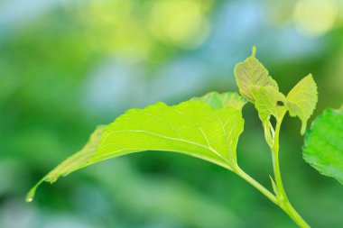 Bahçedeki yabanmersini bitkisi
