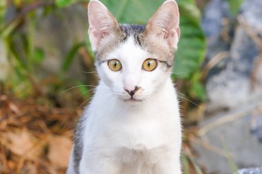 Beyaz erkek Taylandlı kedi kameraya bakıyor.