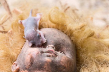 Üç gün fareler üzerinde korkunç kirli sarışın bebek baş.