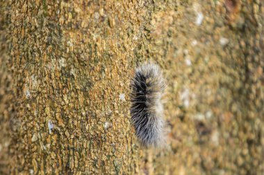 Uzun kong ağacındaki Harry Caterpillar 'ı kapatın.