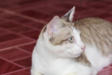 Portrait of Thai cat lying on floor and looking out