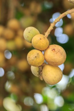 Tayland bahçesindeki ağaçta bir sürü uzun kong meyvesi