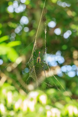 Bahçe örümceği argiope aurantia yeşil doğa arka planında