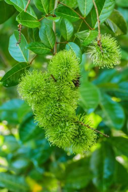 Bahçedeki ağaçta taze taze, yeşil, olgunlaşmamış Rambutan meyveleri.