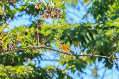 Tropikal bahçede ağaç dalında Oriole kuşu