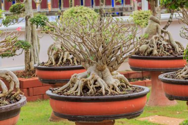 Evin önündeki saksıda cüce ağacı