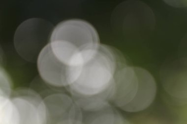 Bulanık yeşil bokeh doğa arkaplanı