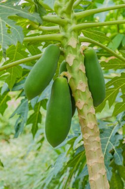 Tropikal bahçede ağaçta çiğ yeşil papaya meyveleri