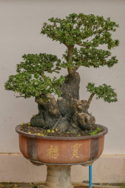 Tropikal bahçede cüce ağaç tenceresi