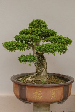 Tropikal bahçede cüce ağaç tenceresi