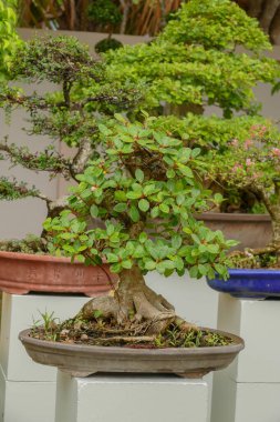 Tropikal bahçede cüce ağaç tenceresi